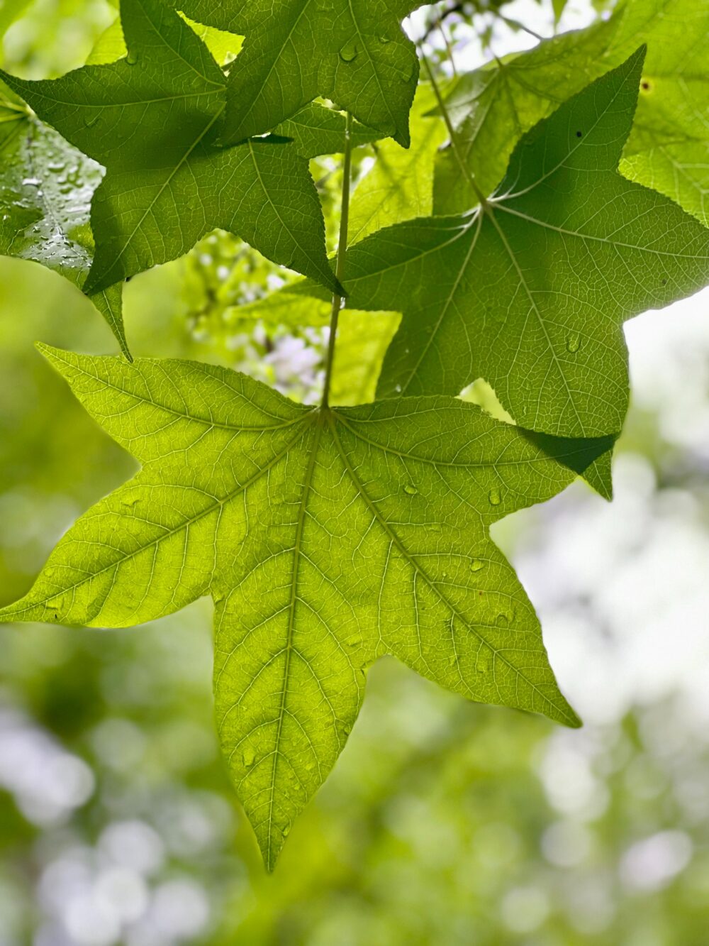 湿気